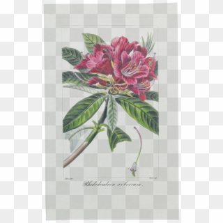 Picture Of Tree Rhododendron Herbier Général De L'amateur - Mountain Laurel Clipart