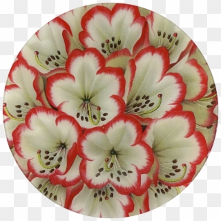 Lily Family Clipart