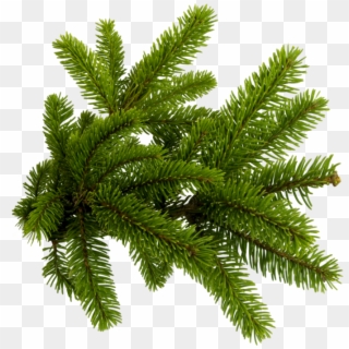 Pine Needles Png , Png Download - Pine Needles Png Clipart