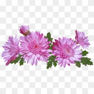 Chrysanthemum, Flowers, Pink, Nature, Garden Plant - Barberton Daisy Clipart