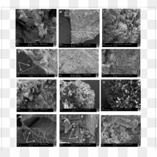 Scanning Electron Micrographs Of - Monochrome Clipart