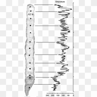 Photography Of The Polished Length Section Of Stalagmite - Monochrome Clipart