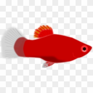 Xiphophorus Maculatus Png - Red Fish Clip Art Transparent Png