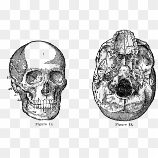 These Are Two Illustrations Of Views Of The Human Skull - Medical Vintage Illustrations Png Clipart