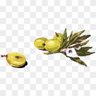 Olive Branch Drawing Download - Olives Clipart - Png Download