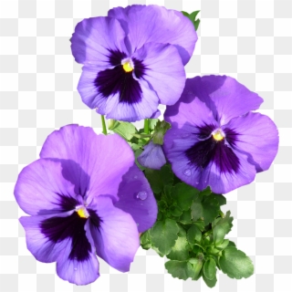 Pansies Purple Blooming - Pansy Clipart