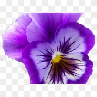Pansy Clipart - Png Download