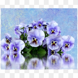 Pansy Spring Nature - Psp Tubes Lente Clipart