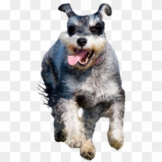 Schnauzer-275936 Clip - Dog Catches Something - Png Download