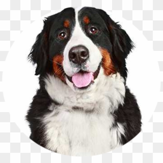 6 Puppy Training Guide, Aussie Puppies, Dogs And Puppies, - Bernese Mountain Dog White Background Clipart