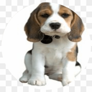 The Dog Barking, Dog Treats, Mans Best Friend, Pugs, - Cute Puppy Dog Png Clipart