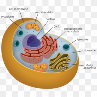 All Of My Organelles Including The Cytoplasm, Mitochondria, - Organelles Biology Clipart