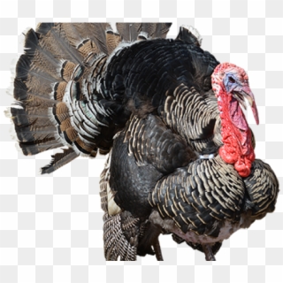 Turkey Bird Png Transparent Images - Turkey Transparent Background Clipart