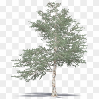 Japanese Red Pine - Mexican Pinyon Clipart