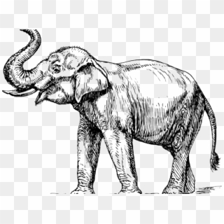 Asian Elephant Clipart Black And White - Elephant Trunk Up Drawing - Png Download
