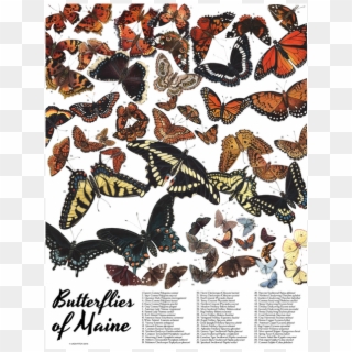 Butterflies - Maine Clipart