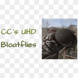 Straight Donations Accepted - House Fly Clipart
