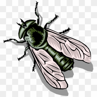 Vector Illustration Of Common Housefly Insect Fly - Housefly Clipart