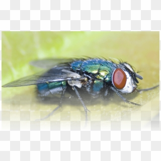 Fly Control - House Fly Clipart