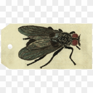 Net-winged Insects Clipart