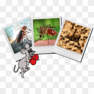 Pest Photo Contest - Cartoon Clipart