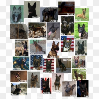 The Statue Is A Life Size Bronze Belgian Malinois, - Old German Shepherd Dog Clipart