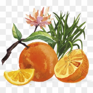 Tangerines And Lemongrass - Tangerine Juice Clipart