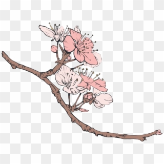 Cherry Blossom Vector Clipart