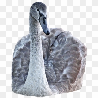 Download Swan Png Transparent Images Transparent Backgrounds - Black Swan Clipart
