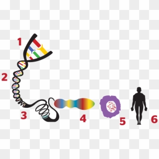 What Is A Gene - Gen Y El Genoma Clipart