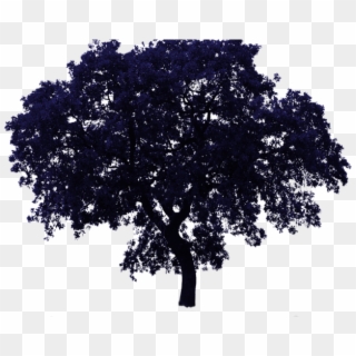 Tree Bg , 2017 12 29 - Png Trees Transparent Background Clipart