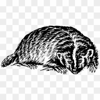 European Badger Honey Badger American Badger Drawing - O Rly Books Security Clipart