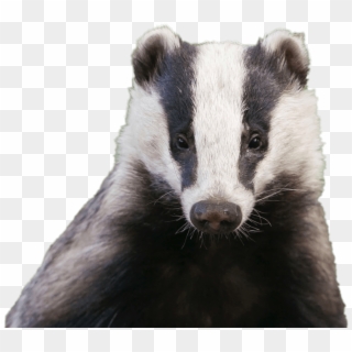 Badger Head - Uk Badger Clipart