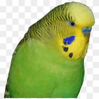 Budgie Png Clipart