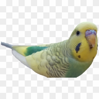 Image - Budgie Clipart