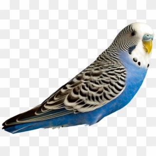 Breeders - Budgie Clipart