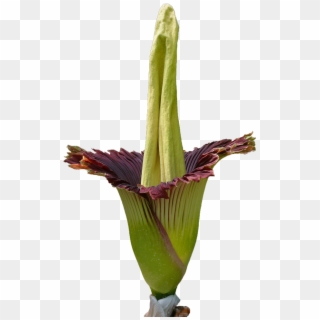 Corpse Flower Png Clipart
