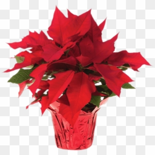 Vector Library Pot Of Transparent Png Stickpng - Poinsettias Png Clipart