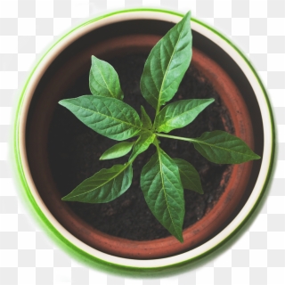 Plant Top View Png Clipart
