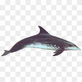 Dolphin Swimming Right Transparent Clipart