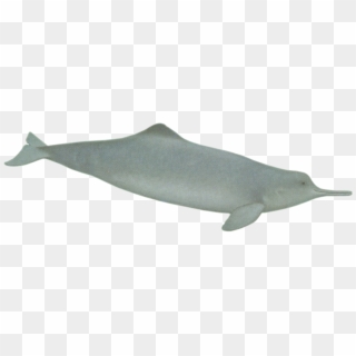 Dolphins Clipart 2 Dolphin - Chinese White Dolphin Png Transparent Png
