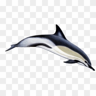 Stenella Coeruleoalba Striped Dolphin Clipart