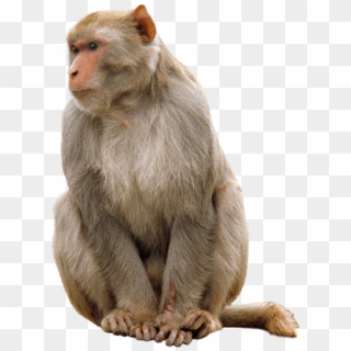 Animals - Monkeys - Monkey Png Clipart