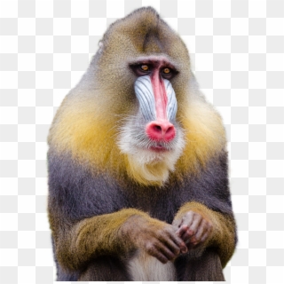 Download Mandrill Monkey Png Transparent Image - Monkey Png Clipart