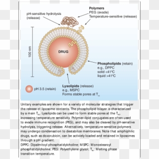 Schematic Of Triggered-release Liposome Structure - Circle Clipart