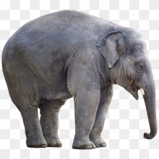 Big Elephant - Big Elephant Png Clipart
