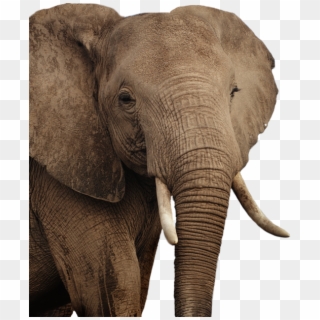 African Elephant Png - Elephant Clipart