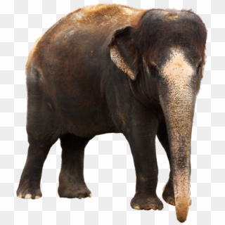 Kerala Elephant Png Clipart