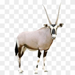 Hd Beautiful Tibetan Antelope Static Png - Arabian Oryx Transparent Background Clipart