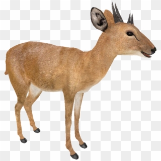 Four Horned Antelope , Png Download - Four Horned Antelope Clipart